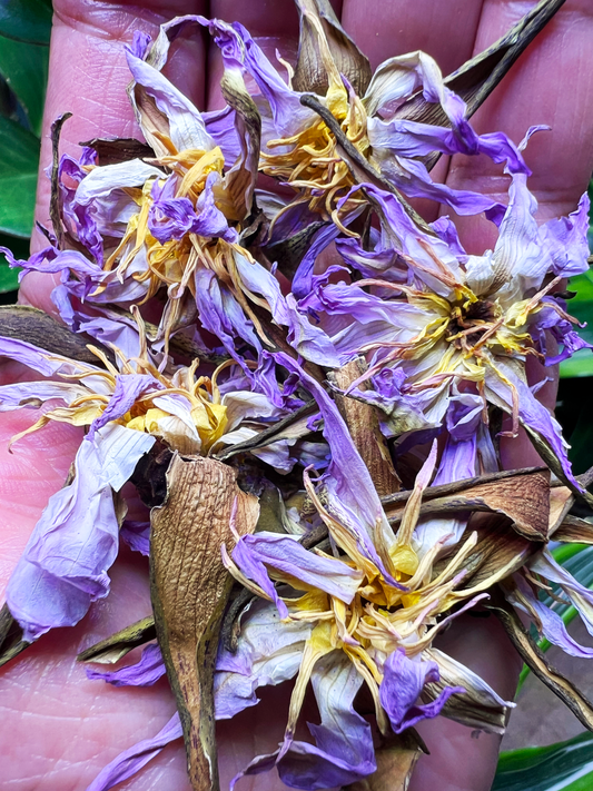 EGYPTIAN LOTUS FLOWERS