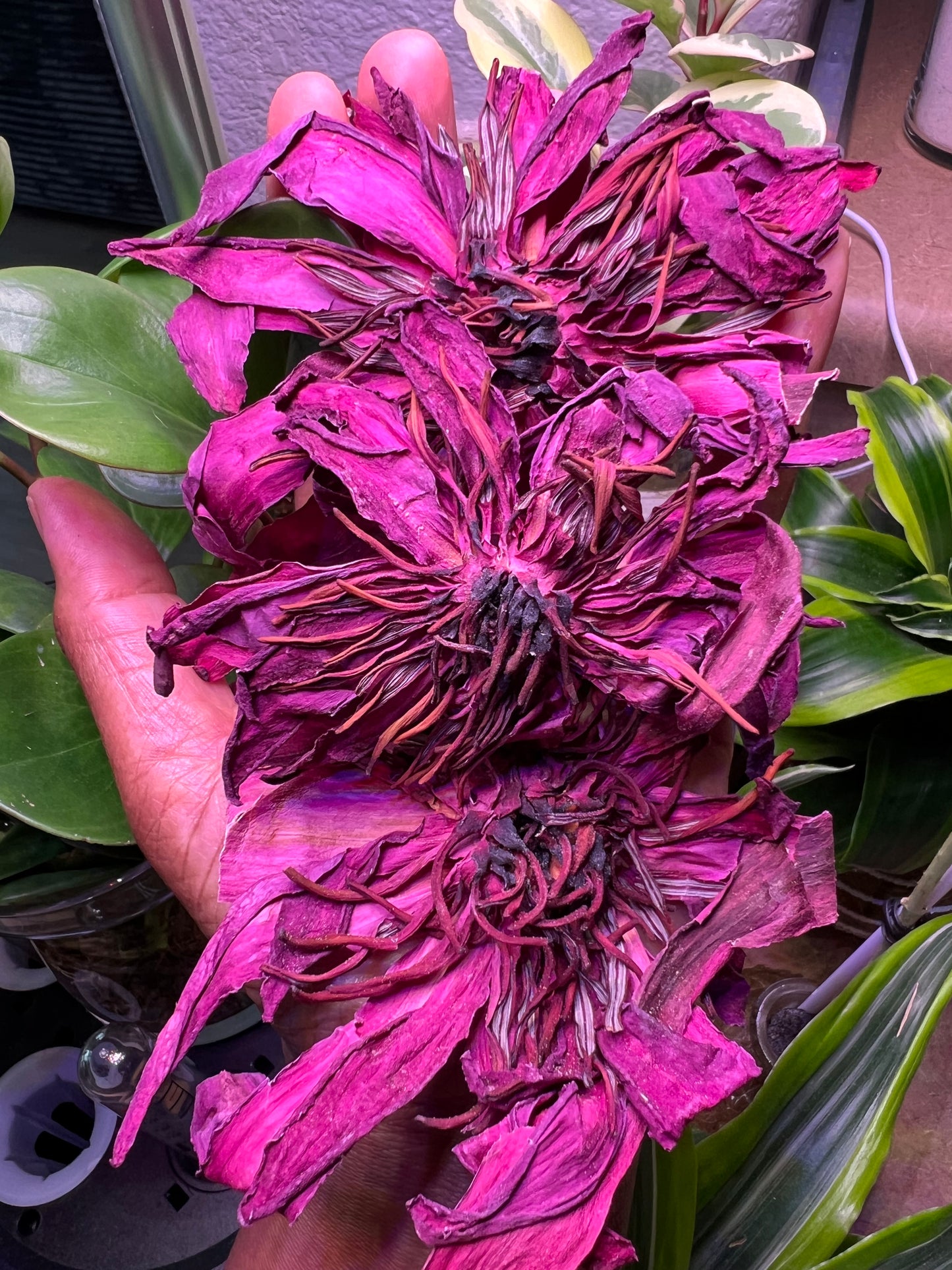 Organic whole dried Red Lotus flowers