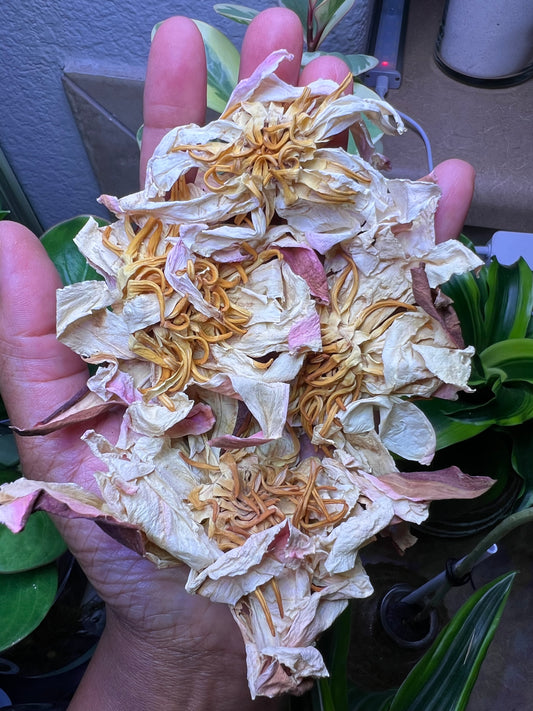 Organic whole dried White Lotus flowers