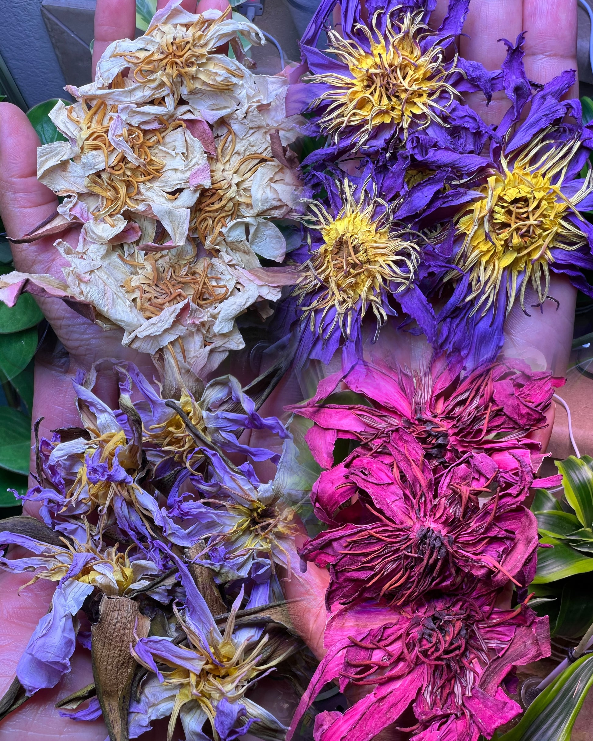 Sacred Lotus Sampler — all four lotus varieties